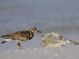 Ruddy Turnstone  Arenaria Interpres  Scavenging on a Fish  Florida  USA
