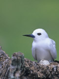 White Tern on its Nest with an Egg  Gygis Alba  Midway Atoll National Wildlife Refuge  USA