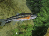 Rosyside Dace (Clinostomus Funduloides)  Virginia  USA