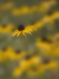 A Blackeyed Susan (Rudbeckia Hirta)