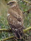 Steppe Buzzard  Buteo Buteo  Nakuru  Kenya  Africa