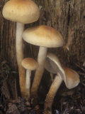 Smoky-Gilled Naematoloma  Naematoloma Capnoides  Basidiomycetes  North America