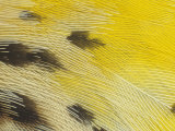 Eastern Meadowlark Breast Feathers  Sturnella Magna  North America