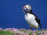 Atlantic Puffin  Fratercula Arctica  with Fish Prey in its Bill  Shetland Islands  Scotland