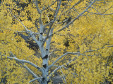 Quaking Aspens in the Fall  Populus Tremuloides  North America
