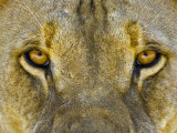 Male African Lion Eyes  Panthera Leo  Etosha Pan National Park  Namibia  Africa