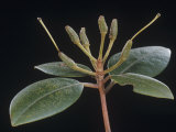 Rhododendron Immature Fruits after Flowering
