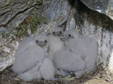 Three Peregrine Falcon  Falco Peregrinus  Chicks Huddle in their Rock-Sheltered Eyrie  Greenland