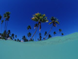Coconut Palms on the Sandy Beach  Indonesia  Wakatobi Dive Resort  Sulawesi  Indian Ocean  Bandasea