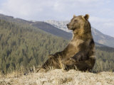 Grizzly Bear  Ursus Arctos  Western North America