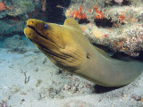 A Caribbean Green Moray Eel Emerges from under a Ledge