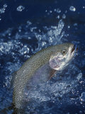 Rainbow Trout