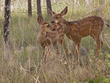 Mule Deer Fawns (Odocoileus Hemionus) in a Mountain Meadow  Pike National Forest  Colorado  USA