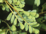 Developing Seeds of the White Mangrove (Laguncularia Racemosa)  Florida  USA