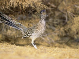 Greater Roadrunner (Geococcyx Californianus)  New Mexico  USA