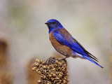 Male Western Bluebird on Mullein (Sialia Mexicana)  Western North America