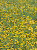 Field of Black-Eyed Susans  Rudbeckia Hirta  USA