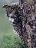 Great Horned Owl Peering from Behind a Tree Trunk (Bubo Virginianus)  North America