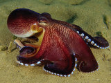 Warning Display of the Veined Octopus (Octopus Marginatus) Indonesia