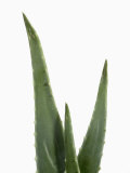 Close Up of Aloe Vera Plant