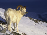 Dall Sheep Ram (Ovis Dalli) in the Alpine Environment of Denali National Park  Alaska  USA