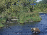 Brown or Kodiak Bear  Ursus Arctos  Kodiak National Wildlife Refuge  Alaska  USA