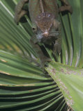 O'shaughnessy's Chameleon  Calumma Oshaughnessyi  Madagascar