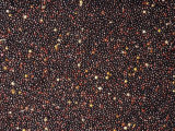 Andean Black Amaranth Grain Seeds (Amaranthus)