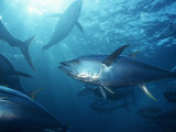 Yellowfin Tuna (Thunnus Albacares) in a Seine Net  Baja California  Mexico