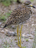 Spotted Thick-Knee or Spotted Stone Curlew  Burhinus Capensis  Samburu  Kenya  Africa