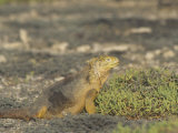 Land Iguana  Conolophus Subcristatus  South Plaza Island  Galapagos Island  Ecuador