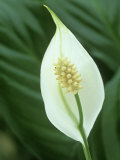 Peace Lily Flower (Spathiphyllium Wallissii)