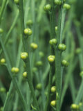 Whisk Fern (Psilotum Nudum) Sporangia on its Stems