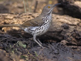 Long-Billed Thrasher  Toxostoma Longirostre  Texas  USA