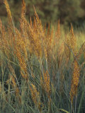 Indian Grass (Sorghastrum Nutans)  Ramsey Variety  Central USA