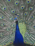 Male Peacock Courtship Display (Pavo Cristatus)