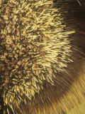 Close-Up of Porcupine Quills and Hairs  Erethizon Dorsatum  North America
