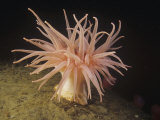 Crimson Sea Anenome  Cribrinopsis Fernaldi  Pacific Coast of Northwest North America