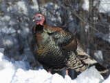 Wild Turkey (Meleagris Gallopavo)