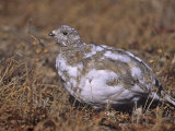 White-Tailed Ptarmigan  Lagopus Leucurus  in its Plumage Between Summer and Winter  North America