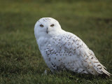 Female Snowy Owl (Nyctea Scandiaca) Standing in Green Spring Grass  Arctic North America