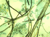 Mixed Species of Cyanobacteria