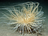 Tube Anemone  Cerianthidae  Komodo National Park  Indian Ocean  Indonesia