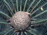 Seed Cone of a Cycad  Cycas Dahoon