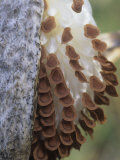 Common Milkweed  Ascelpias  Seed Pod with Seeds About to Be Dispersed by the Wind  Eastern USA