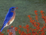Male Eastern Bluebird  Sialia Sialis  Eating a Red Berry  North America