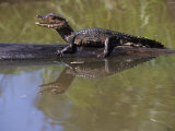 Dwarf Caiman  Paleosuchus Palpebrosus  Amazon Basin  South America