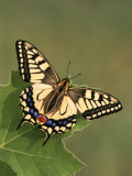 Swallowtail Butterfly (Papilio Machaon)  Japan