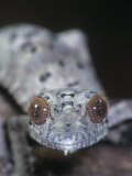 Leaf-Tailed Gecko  Uroplatus Henkeli  Madagascar