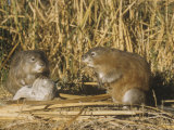Muskrats (Ondatra Zibethicus) in a Marsh Habitat  USA